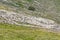 Crowd of sheep on Terminillo barren slopes, near Rieti, Italy