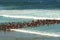 Crowd swimming in Durban. South Africa