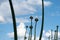 Crowd of tall onion flowers back light under a cloudy blue sky