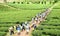 Crowd of tea picker picking tea leaf on plantation