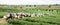 Crowd of tea picker picking tea leaf on plantation, Chiang Rai,