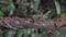 Crowd of termites in tropical rain forest.