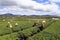 Crowd Vietnamese farmer tea picker on plantation