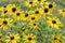 Crowd of Yellow Coneflowers