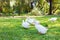 Crowd of Yi-Liang ducks who have white color and yellow platypus are walking on green field as natural garden for their foraging