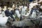 Crowded colony of Penguins on the stone coast