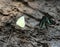 Crowded colorful butterflies on the muddy ground