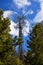 Crowded Full Cell Tower on a Sunny Day with Pine Trees