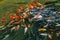 Crowded group of colorful carp fish swimming on water surface