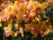 Crowded group of orange orchids with pink pollen centers and stripes in full bloom
