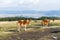 Crowded Horse farm at highland