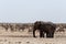 Crowded waterhole with Elephants