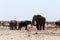 Crowded waterhole with Elephants