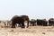 Crowded waterhole with Elephants