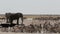 Crowded waterhole with Elephants, zebras, springbok and orix