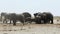 Crowded waterhole with Elephants, zebras, springbok and orix