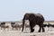 Crowded waterhole with Elephants, zebras, springbok and orix