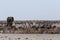 Crowded waterhole with Elephants, zebras, springbok and orix