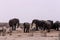 Crowded waterhole with Elephants, zebras, springbok and orix
