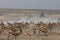 Crowded Waterhole in Namibia