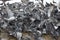 Crowding pigeons - multitude of birds