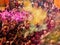 Crowds can be seen below duirng Holi Festival in India, throwing powdered paint