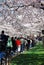 Crowds Enjoy National Cherry Blossom Festival 2008