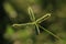 Crowfoot grass or Beach wire grass