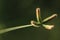 Crowfoot grass or Beach wire grass