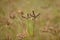 Crowfoot Grass Flowers On Soft-Focus Background