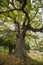 Crowhurst Church, north-west of Hastings, East Sussex, England - home to some ancient yew, holly and oak trees.