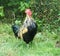 Crowing Cockerel standing in long grass