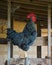 Crowing Plymouth Rock Chicken