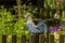 Crowing rooster behind a wooden picket fence