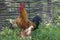 Crowing rooster with chickens