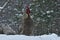 Crowing rooster and chickens of old resistant breed Hedemora from Sweden on snow in wintery landscape.