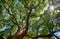 The crown of ancient camphor tree Cinnamomum camphora at the Imperial Palace garden. Tokyo. Japan