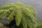 Crown of the Australian tree fern in the mist