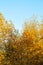 Crown of autumn trees. Golden foliage