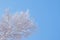 Crown of birch against blue clear sky in winter. Bottom view. Fluffy fresh snow lies on branches of tree. Background with copy