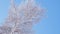 Crown of birch against blue clear sky in winter. Bottom view. Fluffy fresh snow lies on branches of tree. Illustration, background