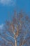 Crown of birch on a background of blue April sky