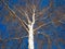 Crown birch tree and branches in autumn and spring against a bright blue sky