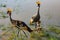 Crown birds spotted in the Amboseli National Park
