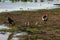 Crown birds spotted in the Amboseli National Park