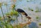 Crown birds spotted in the Amboseli National Park