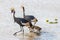 Crown birds spotted in the Amboseli National Park