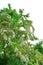 Crown of blooming white acacia over the river