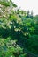 Crown of blooming white acacia over the river