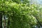 Crown of blossoming Prunus serotina tree in May